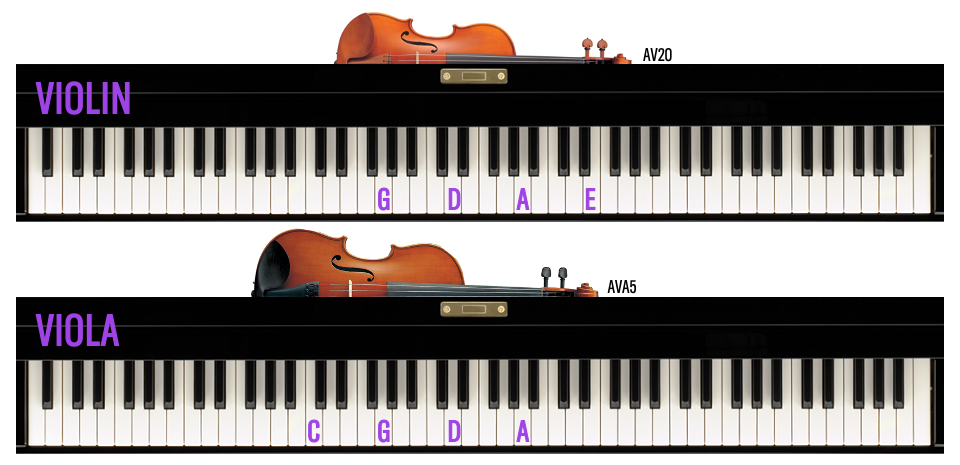 Razlike v tonih violine in viole Razlike v tonih violine in viole